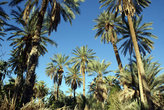 Финиковые пальмы на окраине Таузара