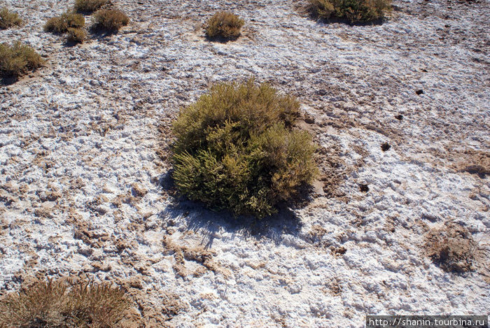 Судная растительность на окраине соляного озера Чот эль-Джерид Вилайет Таузар, Тунис