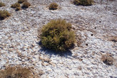 Судная растительность на окраине соляного озера Чот эль-Джерид