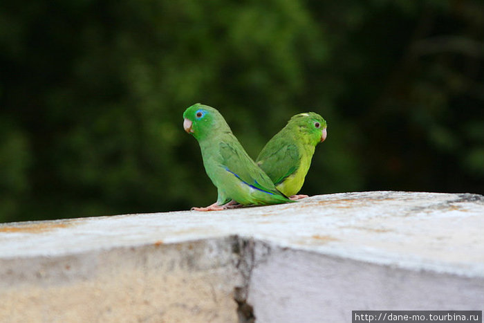 Воробьев здесь заменяют попугаи Букараманга, Колумбия