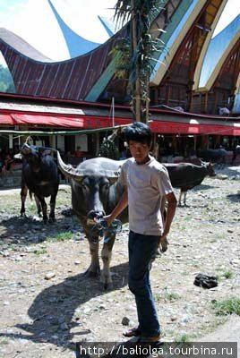 буйволы и люди Тана Тораджи Сулавеси, Индонезия