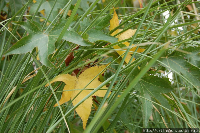 Ликвидамбры в зарослях пампасской травы Сочи, Россия