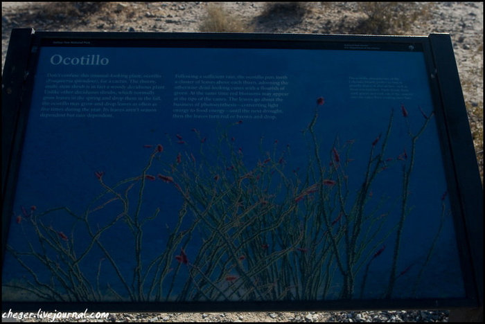 Есть тут ещё более странные кактусы Национальный парк Джошуа-Три, CША