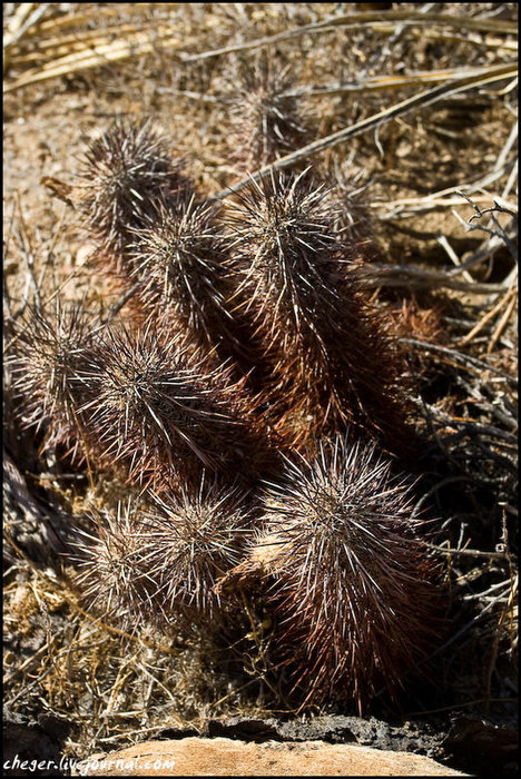 Пустыня она конечно пустыней, но тут всё-такие коес что растёт. Растут тут кактусы Национальный парк Джошуа-Три, CША