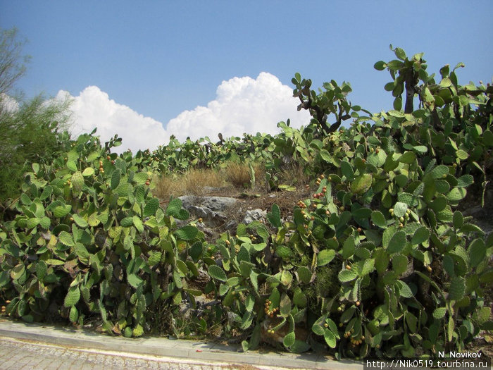 Заросли диких кактусов у дороги. Нафплио, Греция