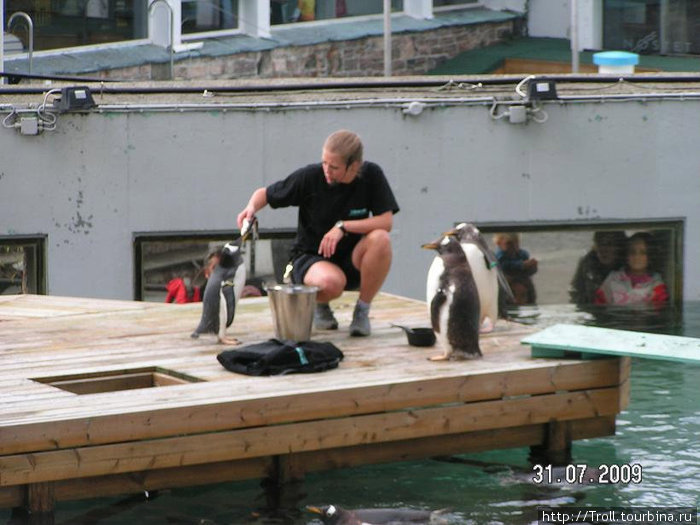 Дискуссии с пингвинами. Берген, Норвегия