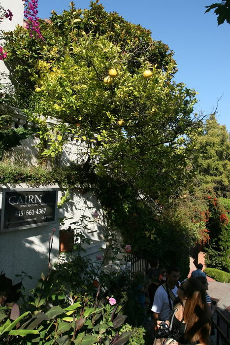В садах как раз созрели грейпфруты Сан-Франциско, CША