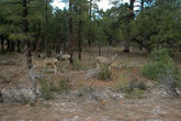 Выехав с Гранд Каньона по направлению  к Вегасу нам повстречались олени