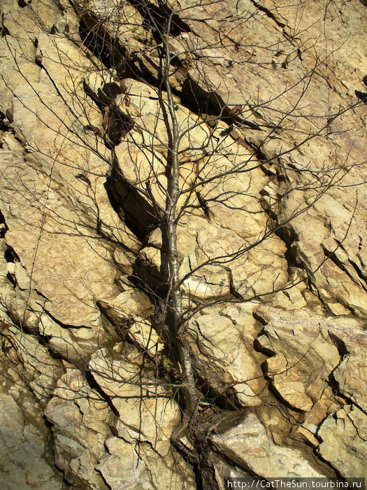 Деревья, растущие из камня Дагомыс, Россия