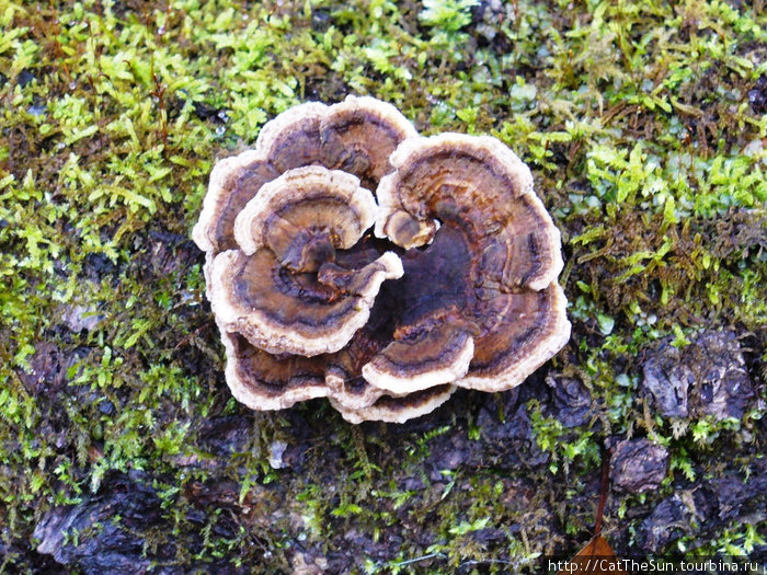 Древесный гриб Дагомыс, Россия