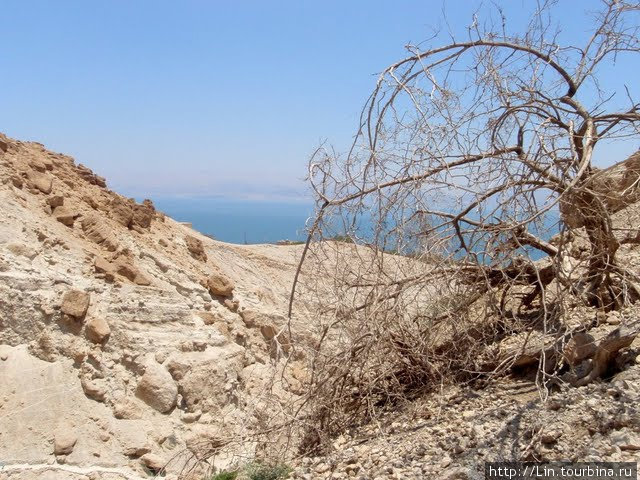 Заповедник Эйн Геди Мертвое море, Израиль
