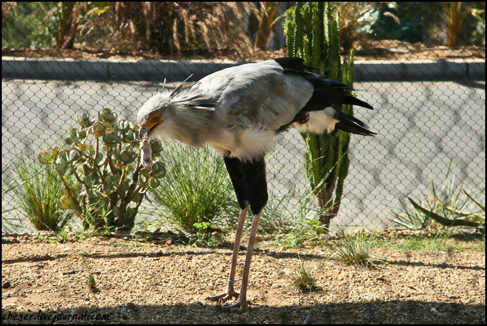 San Diego Zoo Сан-Диего, CША