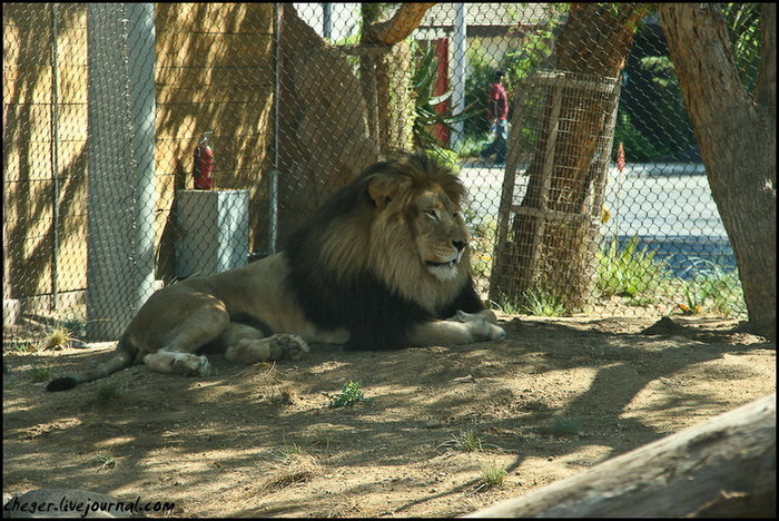 San Diego Zoo Сан-Диего, CША