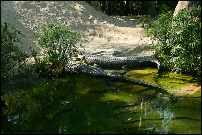 San Diego Zoo Сан-Диего, CША