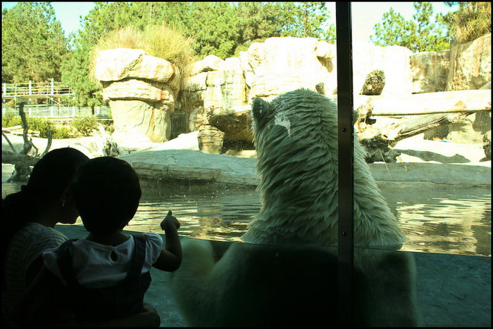 Белый медведи также живут за стеклом Сан-Диего, CША