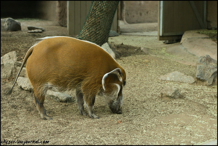 San Diego Zoo Сан-Диего, CША