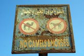 Вход верблюдам и лошадям на набережную запрещен