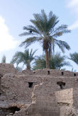 Пальма и стена форта