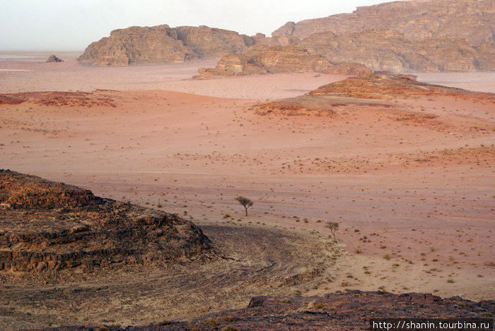 Одинокое дерево Пустыня Вади Рам, Иордания