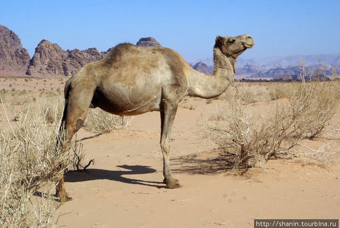 Задумчивый верблюд Пустыня Вади Рам, Иордания