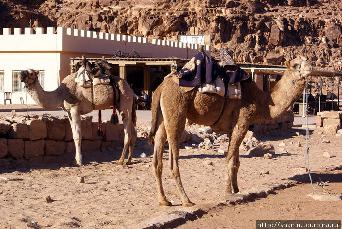 Верблюды Пустыня Вади Рам, Иордания