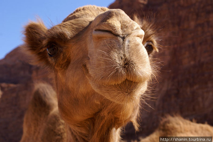 Морда верблюда Пустыня Вади Рам, Иордания
