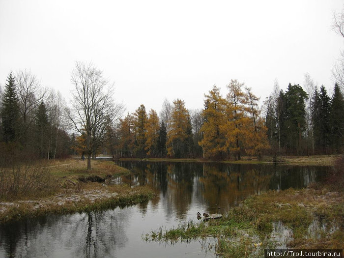 Полные возвышенного осеннего покоя пруды... Гатчина, Россия