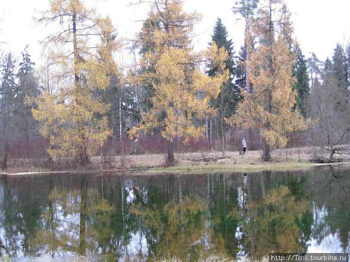 Прямо град Китеж — три древа там, три древа в озере Гатчина, Россия