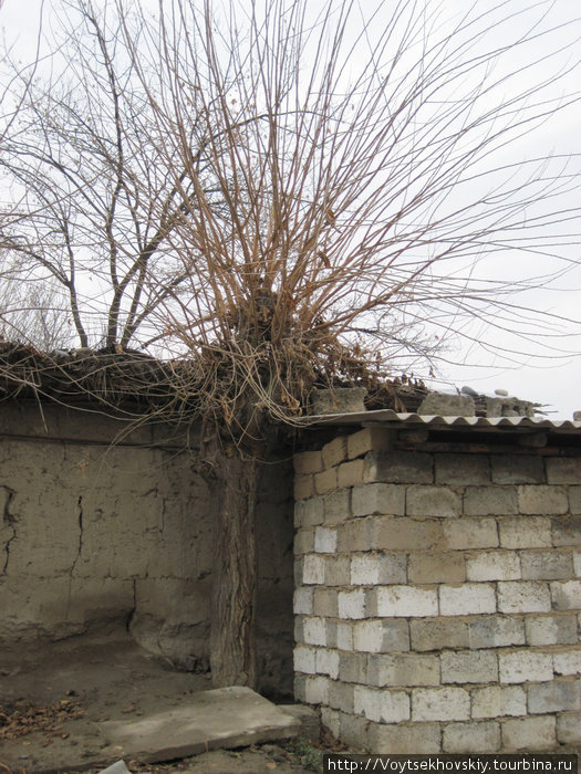 С него все начинается... 
Это Тутовник. Или Тутовое дерево. Растет там — на углу каждого кишлака. Самарканд, Узбекистан