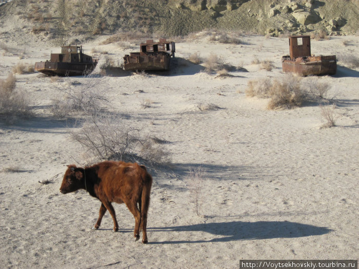 Коровы эти, говорят, очень умные. 
И летом и зимой — самостоятельно уходят в Аральскую пустыню. На пастбища. А вечером самостоятельно же возвращаются. )) Нукус, Узбекистан