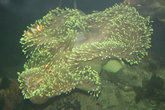 коралл и рыбка Немо