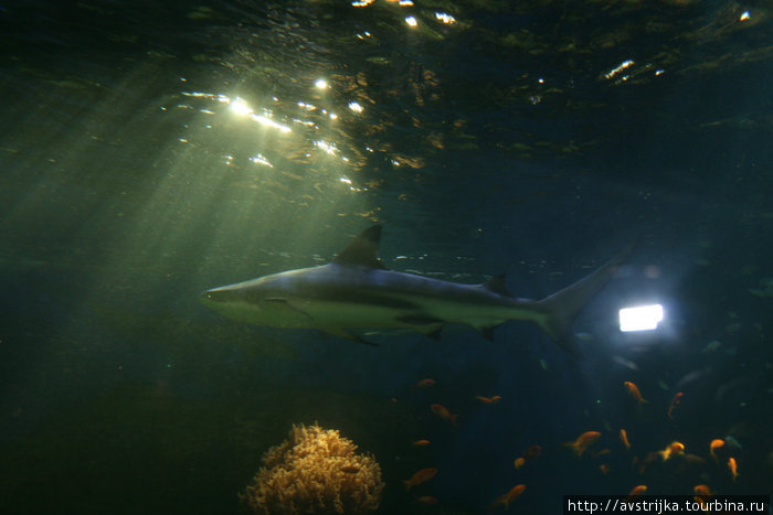 акула Стокгольм, Швеция