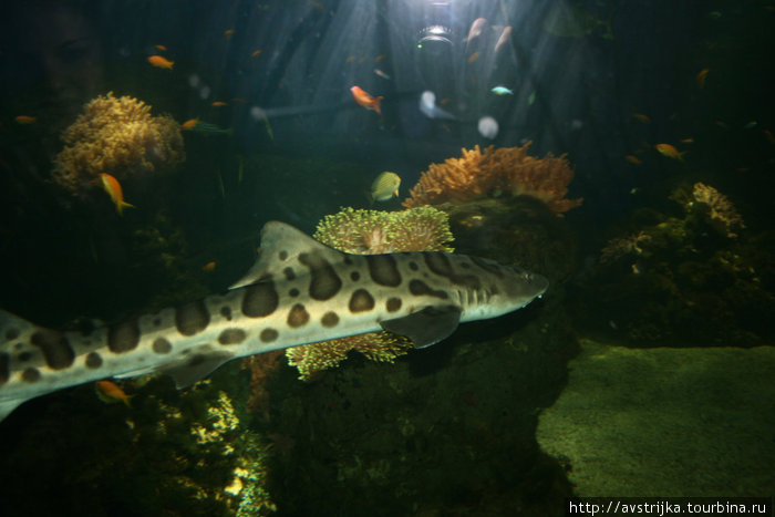 тигровая акула Стокгольм, Швеция