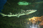 тигровая акула