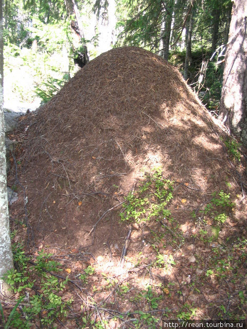 Мега-муравейник (высота около 1 м). Муравьям там хорошо Златоуст, Россия