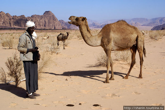 Бедуин с верблюдами Пустыня Вади Рам, Иордания