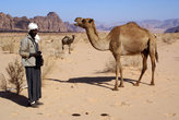 Бедуин с верблюдами