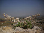 На развалинах замка Масиаф, с видом на город, Сирия