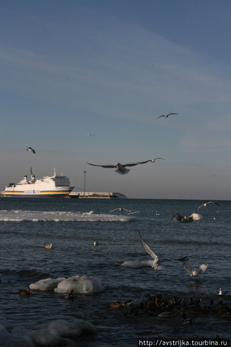 чайки и утки в порту Пирита Таллин, Эстония