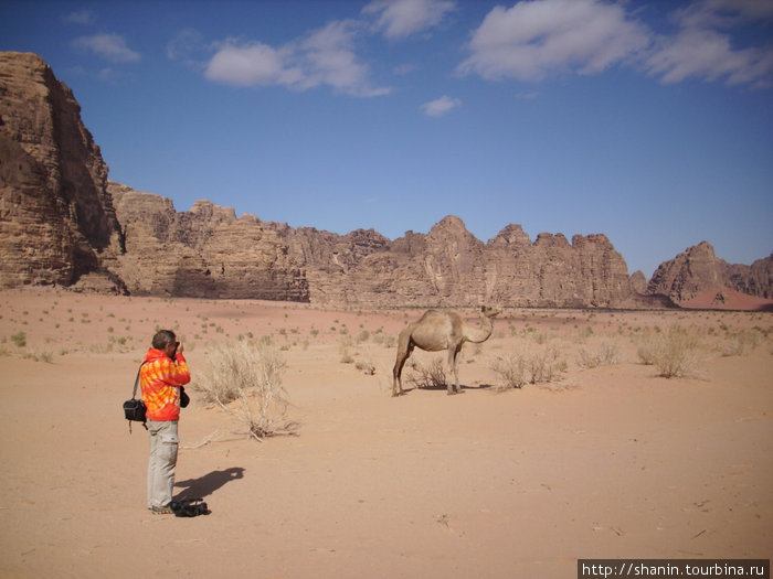 Снимаем верблюда на фото Пустыня Вади Рам, Иордания