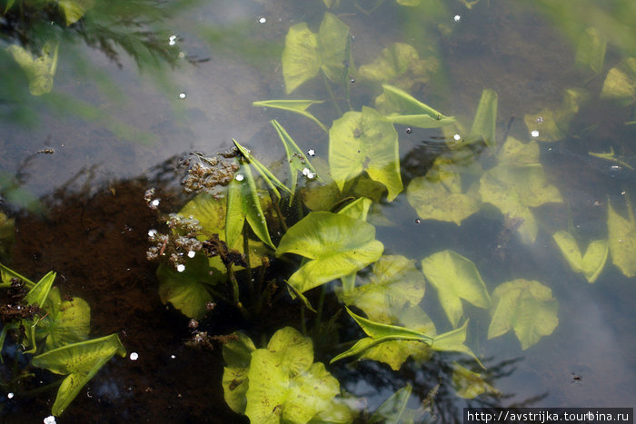 лепестки сакуры в болоте Москва, Россия