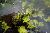 лепестки сакуры в болоте