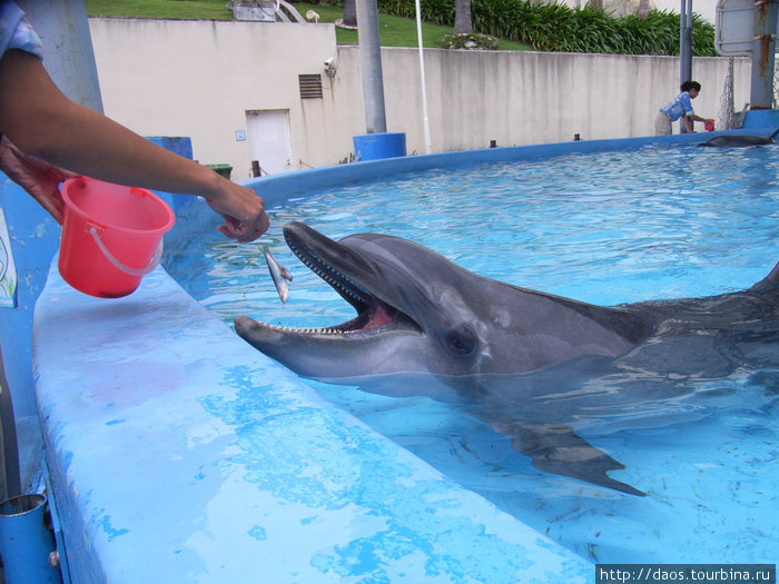 Диснейленд с дельфинами: Хуаляньский Океан-парк