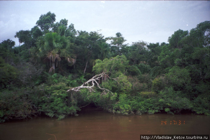Типичный амазонский берег. Бразилия
