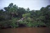 Типичный амазонский берег.