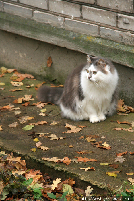 в Нарве домашние кошки спокойно гуляют по улице