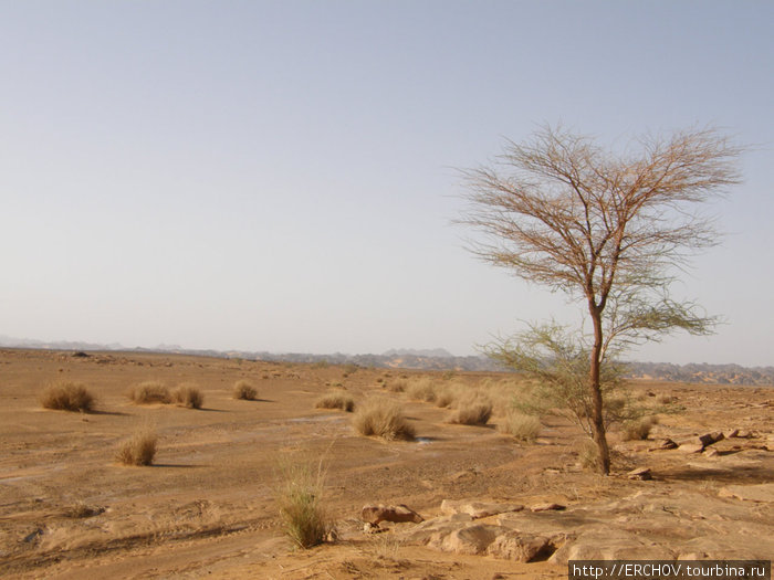Растительная жизнь Сахары