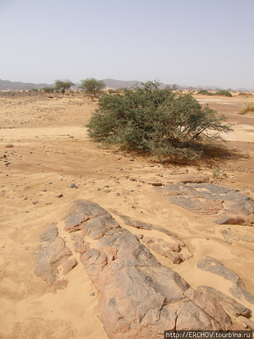 Растительная жизнь Сахары Ливия