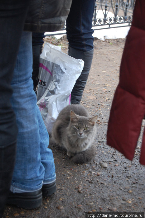 На территории монастыря много кошек Казань, Россия