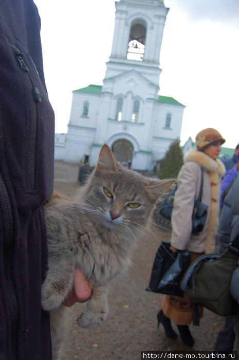 Местные кошки любят туристов Казань, Россия